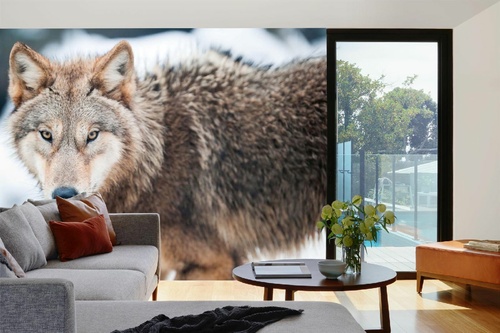Vlies Fototapete - Wolf 375 x 250 cm